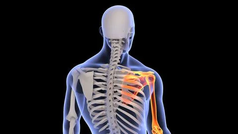 3D rendering of a full-body human x-ray with the right hand highlight, back view Stock Illustration