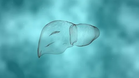 3d rendering of futuristic glowing low polygonal human liver made of lines. Stock Illustration