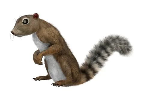 3D Rendering Gambian Sun Squirrel on White Stockillustratie