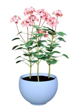 3D Rendering Geranium Flowers Pot on White Stock Illustration