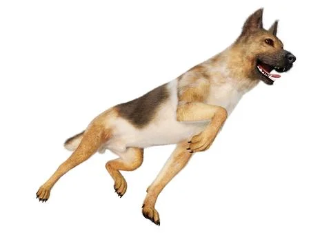 3D Rendering German Shepherd on White Stock Illustration