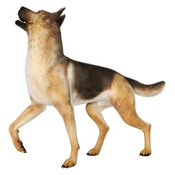 3D Rendering German Shepherd on White Stock Illustration
