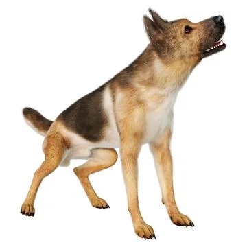 3D Rendering German Shepherd on White Stock Illustration