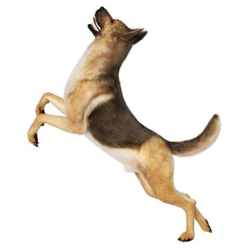 3D Rendering German Shepherd on White Stock Illustration