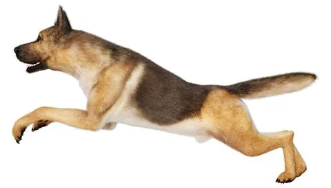 3D Rendering German Shepherd on White Stock Illustration