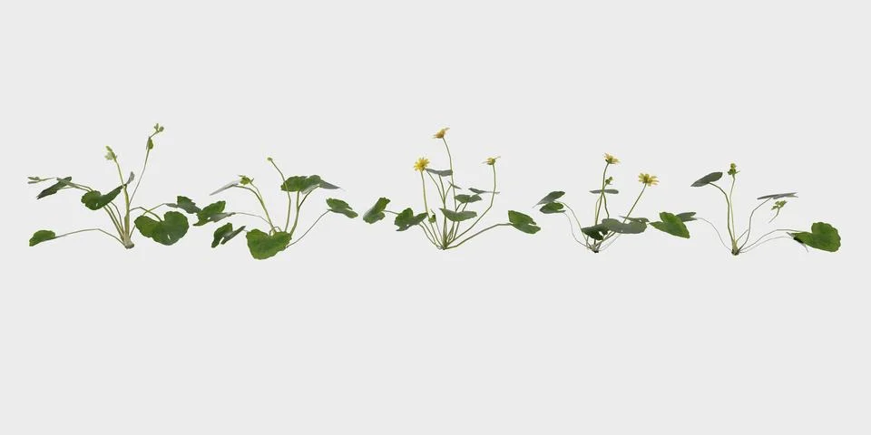 3D Rendering Giant Fern on White Bush of a green forest fern plant. Stock Photos