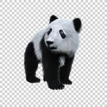3D rendering of a giant panda cub standing and looking away isolated on trans Stock Illustration