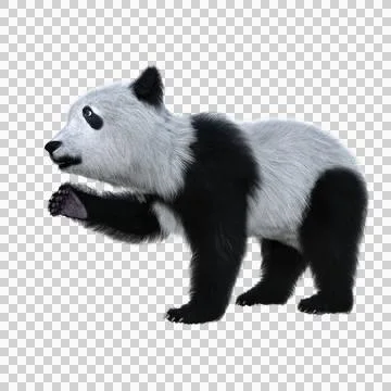 3D rendering of a giant panda cub standing with one paw raised solated on whi Stock Illustration