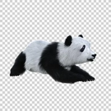 3D rendering of a giant panda cub in playful pose isolated on transparent bac Stock Illustration