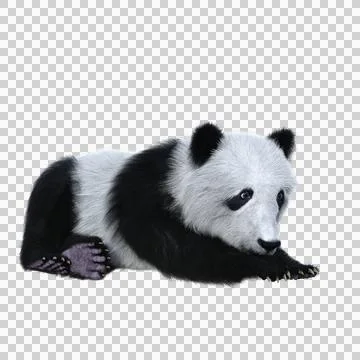 3D rendering of a giant panda cub resting isolated on transparent background. Stock Illustration