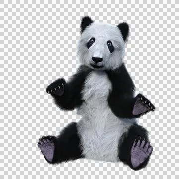3D rendering of a giant panda cub sitting with arms raised isolated on transp Illustrazione stock