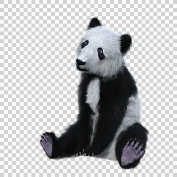 3D rendering of a giant panda cub sitting and facing left isolated on transpa Illustrazione stock