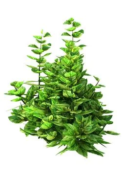 3D Rendering Ginger Mint Plants on White Stock Illustration