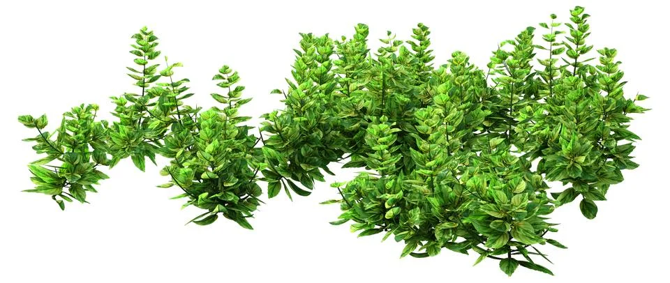 3D Rendering Ginger Mint Plants on White Stock Illustration