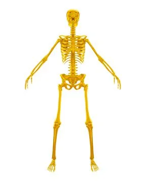 3d rendering gold skeleton. 3d illustration of human anatomy. Gold structure Illustrazione stock