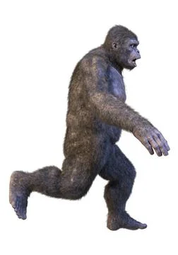 3D Rendering Gorilla Ape on White Stock-Illustration