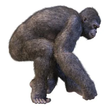 3D Rendering Gorilla Ape on White Stock-Illustration