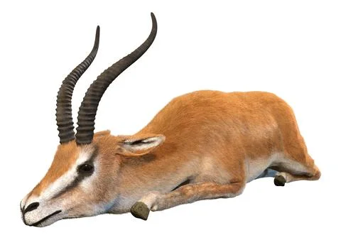 3D Rendering Grants Gazelle on White Stock Illustration