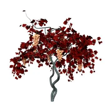 3D Rendering Grapevine on White Ilustração Stock