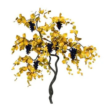 3D Rendering Grapevine on White Ilustração Stock