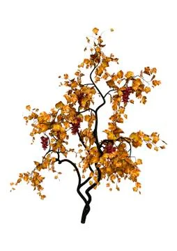 3D Rendering Grapevine on White Ilustração Stock