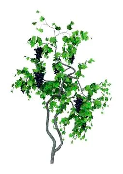 3D Rendering Grapevine on White Ilustração Stock