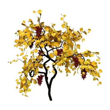 3D Rendering Grapevine on White Ilustração Stock