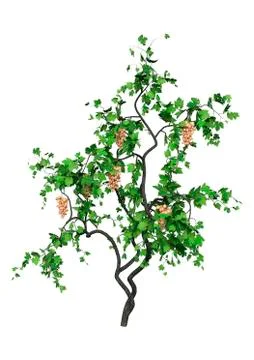3D Rendering Grapevine on White Ilustração Stock