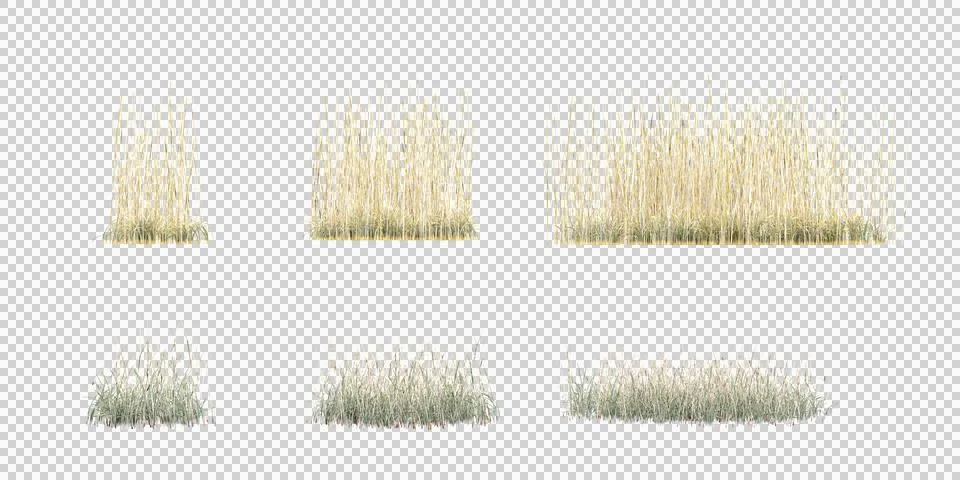 3d rendering of grass,grass medium,simple grass large on transparent backgrou Stock Photos