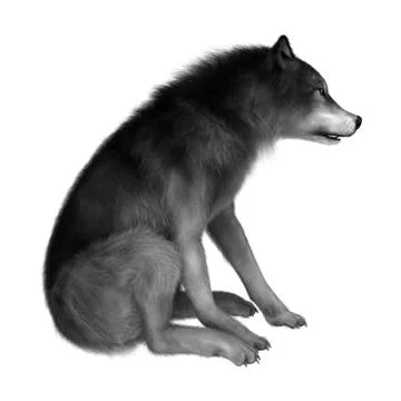 3D Rendering Gray Wolf on White イラスト素材