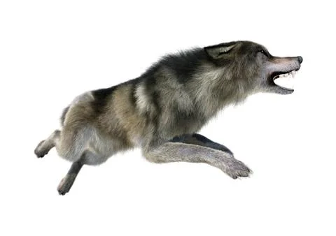 3D Rendering Gray Wolf on White Stock Illustration