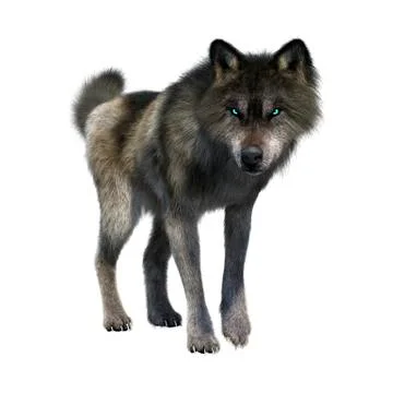 3D Rendering Gray Wolf on White Stock Illustration