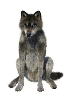 3D Rendering Gray Wolf on White 스톡 일러스트