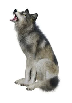 3D Rendering Gray Wolf on White Stock Illustration
