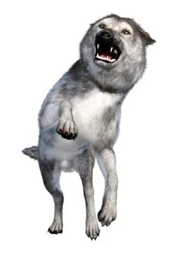 3D Rendering Gray Wolf on White Stock Illustration