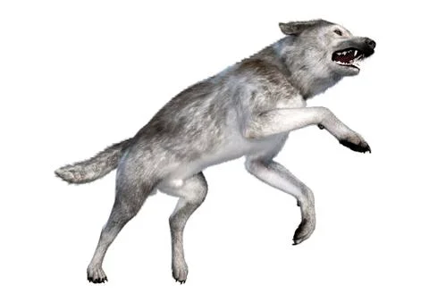 3D Rendering Gray Wolf on White Stock Illustration