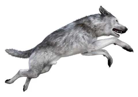 3D Rendering Gray Wolf on White Stock Illustration