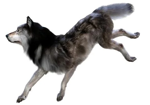 3D Rendering Gray Wolf on White Stock Illustration