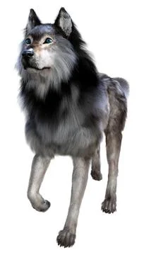 3D Rendering Gray Wolf on White Stock Illustration