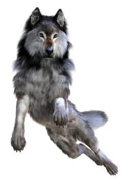 3D Rendering Gray Wolf on White Stock Illustration