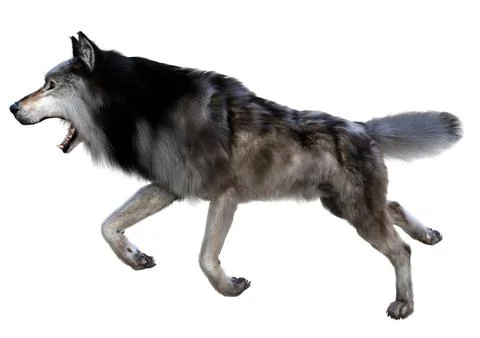 3D Rendering Gray Wolf on White Stock Illustration