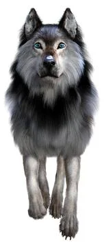 3D Rendering Gray Wolf on White Stock Illustration