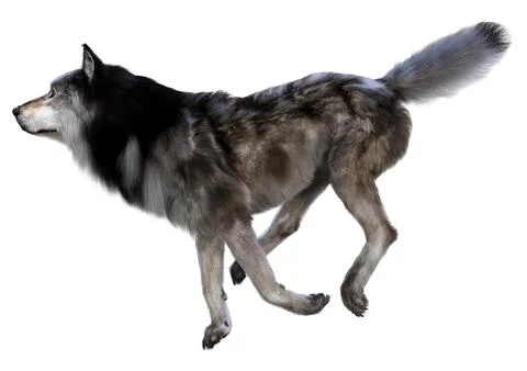 3D Rendering Gray Wolf on White Stock Illustration
