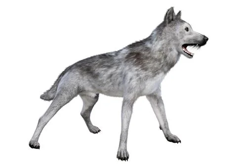 3D Rendering Gray Wolf on White Stock Illustration