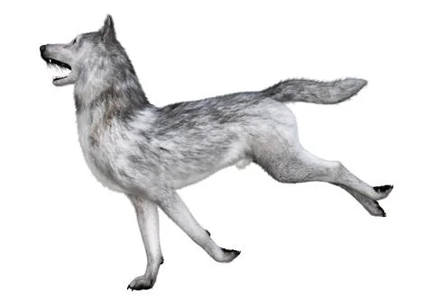 3D Rendering Gray Wolf on White Stock Illustration