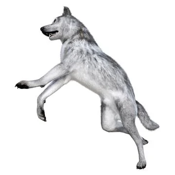 3D Rendering Gray Wolf on White Stock Illustration