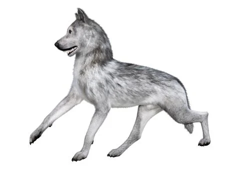 3D Rendering Gray Wolf on White Stock Illustration