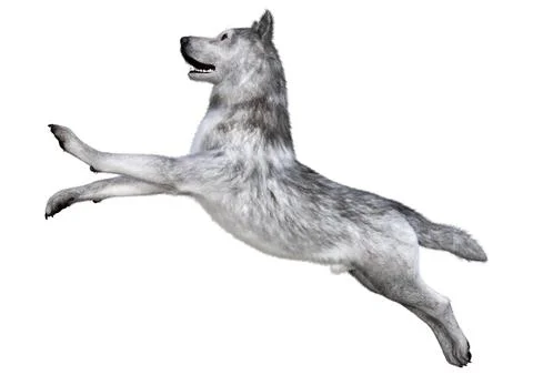 3D Rendering Gray Wolf on White Stock Illustration
