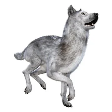 3D Rendering Gray Wolf on White Stock Illustration