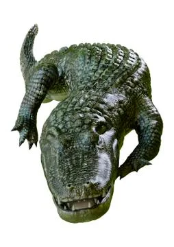 3D Rendering Green Alligator on White Stock Illustration